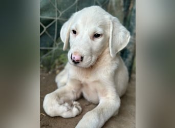 Snowy, geb. ca. 04/2026, lebt in GRIECHENLAND, auf einer privaten Pflegestelle
