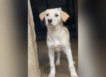 Liena, geb. ca. 12/2025, lebt in GRIECHENLAND, im städt. Tierheim Serres