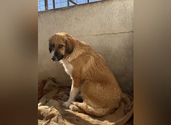 Blümchen, geb. ca. 08/2024, lebt in GRIECHENLAND, im städt. Tierheim Serres