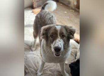 Liona, geb. ca. 12/2024, lebt in GRIECHENLAND, auf einem Gelände, wird notdürftig versorgt