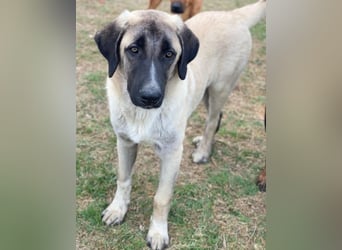 Twixx, geb. ca. 03/2025, lebt in GRIECHENLAND, im städt. Tierheim Serres