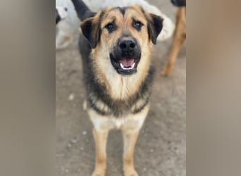 Elphaba, geb. ca. 07/2025, lebt in GRIECHENLAND, im städt. Tierheim Serres