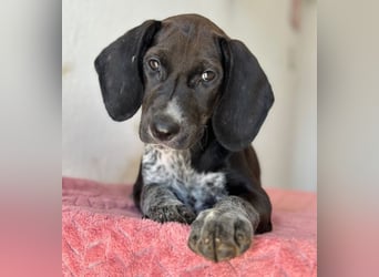 Kiki, geb. ca. 06/2026, lebt in GRIECHENLAND, im städt. Tierheim Serres