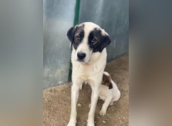 Marinara, geb. ca. 01/2025, lebt in GRIECHENLAND, auf einer privaten Pflegestelle