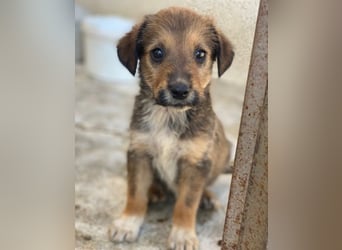 Woody, geb. ca. 02/2026, lebt in GRIECHENLAND, im städt. Tierheim Serres