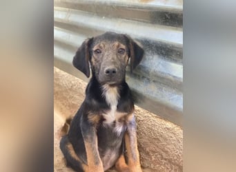 Miranda, geb. ca. 01/2026, lebt in GRIECHENLAND, auf einer privaten Pflegestelle