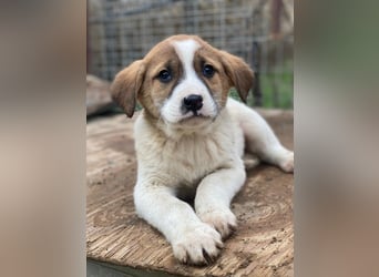 Bufala, geb. ca.11/2025, lebt in GRIECHENLAND, auf einer privaten Pflegestelle