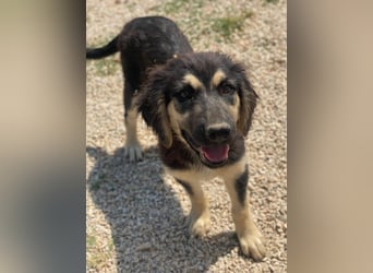 Quana, geb. ca. 02/2025, lebt in GRIECHENLAND, auf einer privaten Pflegestelle