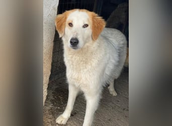 Tobby, geb. ca. 11/2022, lebt in GRIECHENLAND, im städt. Tierheim Serres