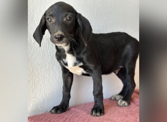 Smokey, geb. 08.06.2026, lebt in GRIECHENLAND, auf einer privaten Pflegestelle