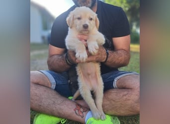  Fluffy-Boo, geb. ca. 04/2026, lebt auf einer Pflegestelle in 44651 Herne