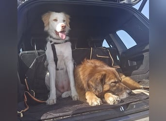 Balda, geb. ca. 02/2025, lebt auf einer Pflegestelle in 26826 Weener