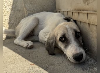 Maliya, geb. ca. 04/2025, lebt in GRIECHENLAND, im städt. Tierheim Serres