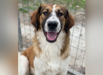 Barkley, geb. ca. 10/2024, lebt in GRIECHENLAND, auf einer privaten Pflegestelle