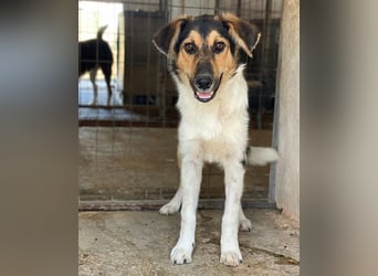 Kati, geb. ca. 03/2025, lebt in GRIECHENLAND, im städt. Tierheim Serres