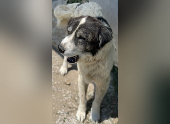 Askal, geb. ca. 07/2015, lebt in GRIECHENLAND, im städt. Tierheim Serres