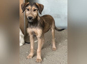 Woody, geb. ca. 02/2026, lebt in GRIECHENLAND, im städt. Tierheim Serres