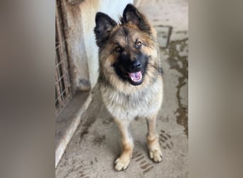 Joey, geb. ca. 08/2025, lebt in GRIECHENLAND, auf einer privaten Pflegestelle