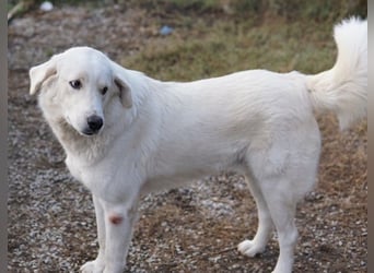 Idallo, geb. ca. 12/2020, lebt in GRIECHENLAND, im städt. Tierheim Serres