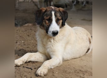 Pitt, geb. ca. 05/2021, lebt in GRIECHENLAND, im städt. Tierheim Serres