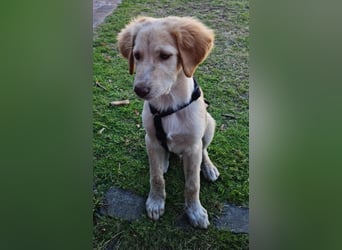 Fluffy-Boo, geb. ca. 04/2026, lebt auf einer Pflegestelle in 44651 Herne
