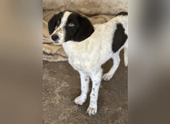 Amora, geb. ca. 03/2024, lebt in GRIECHENLAND, auf einer privaten Pflegestelle