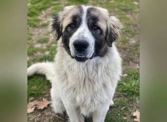 Chef, geb. ca. 07/2025, lebt in GRIECHENLAND, im städt. Tierheim Serres