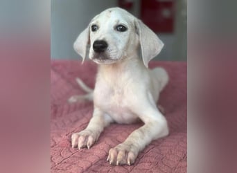 Lily, geb. ca. 05/2026, lebt in GRIECHENLAND, im städt. Tierheim Serres