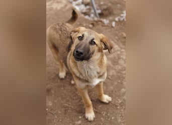 Lauser, geb. ca. 10/2023, lebt in GRIECHENLAND, auf einem Gelände, Hunde werden notdürftig versorgt