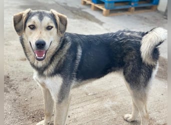Vojan, geb. ca. 05/2024, lebt in GRIECHENLAND, im städt. Tierheim Serres