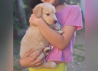  Fluffy-Boo, geb. ca. 04/2026, lebt auf einer Pflegestelle in 44651 Herne
