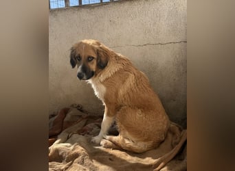 Blümchen, geb. ca. 08/2024, lebt in GRIECHENLAND, im städt. Tierheim Serres