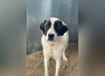 Marinara, geb. ca. 01/2025, lebt in GRIECHENLAND, auf einer privaten Pflegestelle