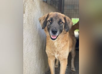 Lacasito, geb. ca. 01/2022, lebt in GRIECHENLAND, im städt. Tierheim Serres