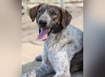 Naxos, geb. ca. 07/2020, lebt in GRIECHENLAND, im städt. Tierheim Serres