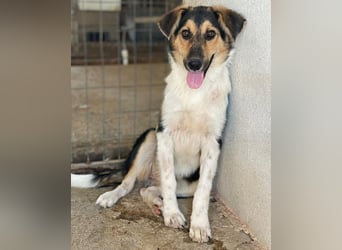 Kati, geb. ca. 03/2025, lebt in GRIECHENLAND, im städt. Tierheim Serres