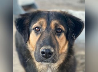 Glinda, geb. ca. 07/2025, lebt in GRIECHENLAND, im städt. Tierheim Serres