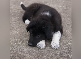 Baron, geb. ca. 12/2023, lebt in GRIECHENLAND, auf einem Gelände, Hunde werden notdürftig versorgt