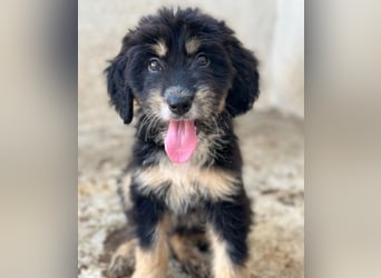 Ginger, geb. ca. 05/2026, lebt in GRIECHENLAND, im städt. Tierheim Serres