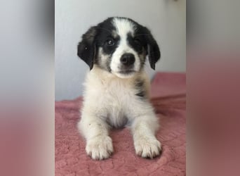 Colada, geb. ca. 05/2026, lebt in GRIECHENLAND, im städt. Tierheim Serres
