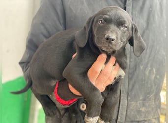 Morus, geb. ca. 11/2025, lebt in GRIECHENLAND, auf einer privaten Pflegestelle