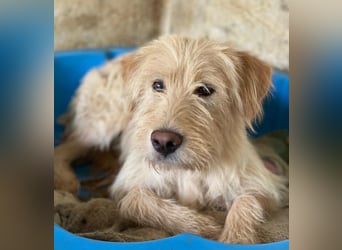 Susan, geb. ca. 04/2024, lebt in GRIECHENLAND, auf einer privaten Pflegestelle