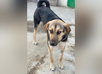Chita, geb. ca. 05/2024, lebt in GRIECHENLAND, im städt. Tierheim Serres