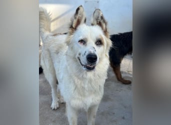 Hope, geb. ca. 03/2024, lebt in GRIECHENLAND, im städt. Tierheim Serres