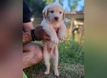  Fluffy-Boo, geb. ca. 04/2026, lebt auf einer Pflegestelle in 44651 Herne