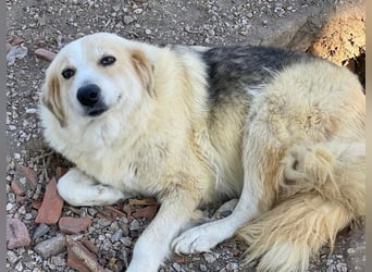 Gelja, geb. ca. 03/2022, lebt in GRIECHENLAND, im städt. Tierheim Serres