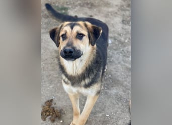 Elphaba, geb. ca. 07/2025, lebt in GRIECHENLAND, im städt. Tierheim Serres