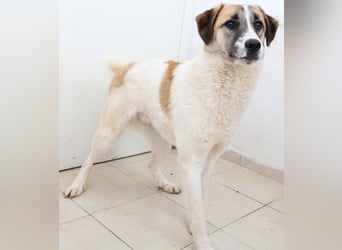 Taro, geb. ca. 08/2018, lebt in GRIECHENLAND, im städt. Tierheim Serres