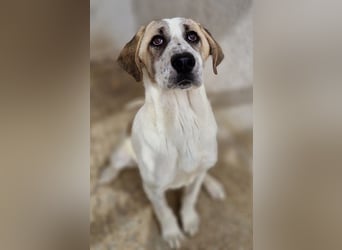 Lou, geb. ca. 11/2022, lebt in GRIECHENLAND, im städt. Tierheim Serres
