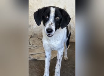 Amora, geb. ca. 03/2024, lebt in GRIECHENLAND, auf einer privaten Pflegestelle